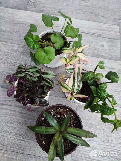 Комнатные цветы