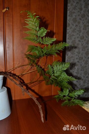 Даваллия sp. fejeensis