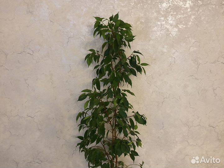 Фикус бенджамина