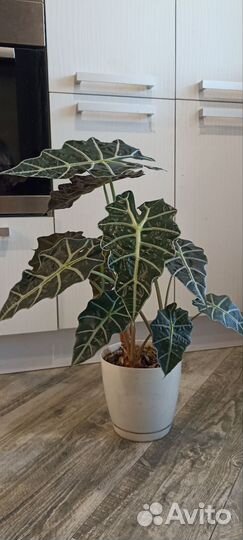 Алоказия sandero