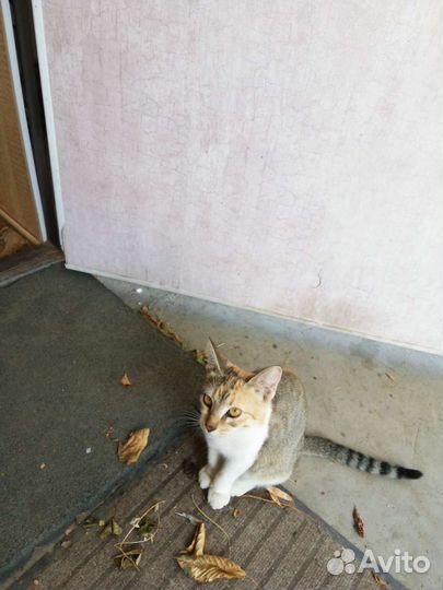 Кошка в дар
