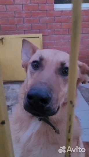 Красивая рыжая собака бесплатно в добрые руки