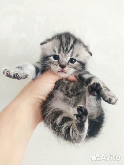 Шотландские котята