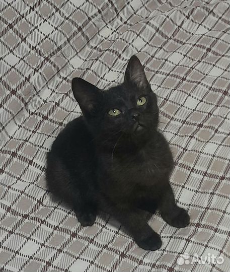 Малышка ищет дом