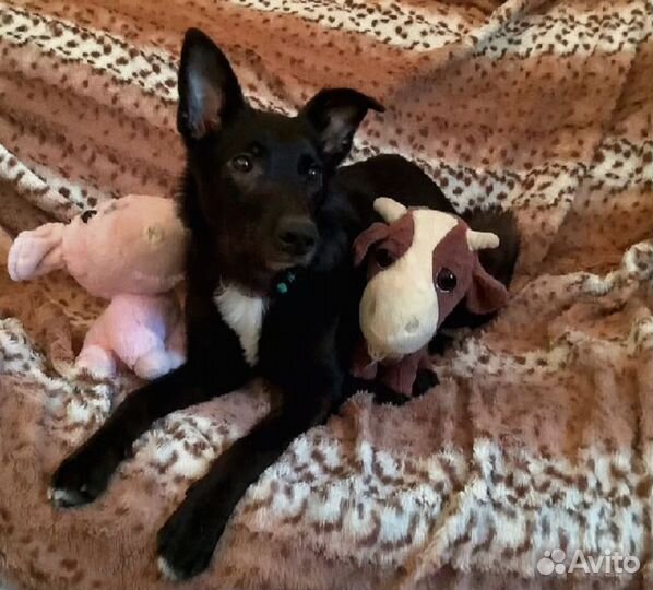 Собака Лея в добрые руки бесплатно