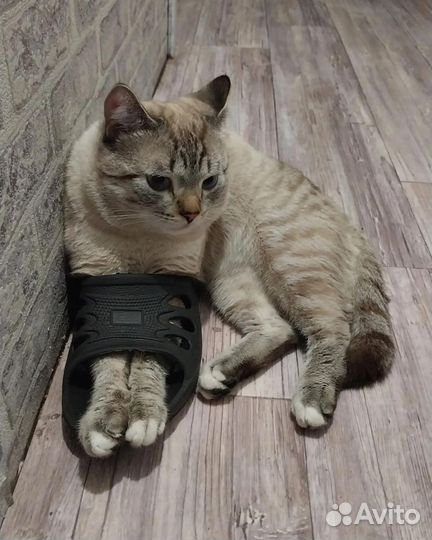 Кот
