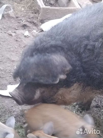 Венгерская мангалица поросята