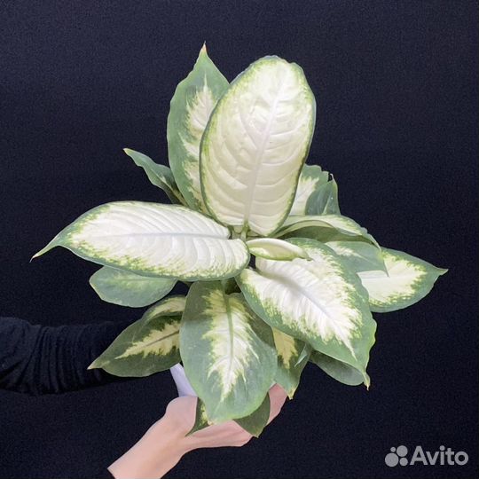 Диффенбахия Камилла 12/40 Dieffenbachia Camilla