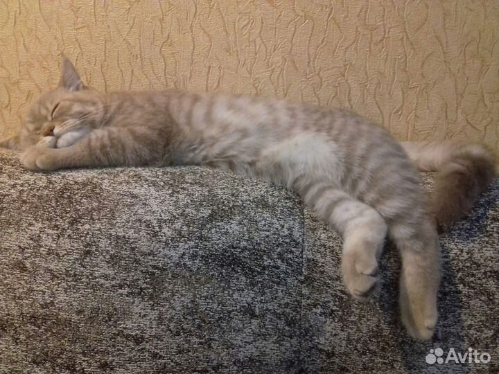 Кот шотландец