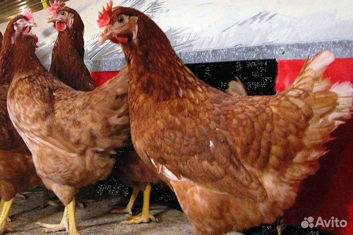 Куры Несушки, Бесплатная доставка