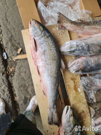 Рыба, кижуч. Доставка