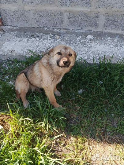 Отдам бесплатно
