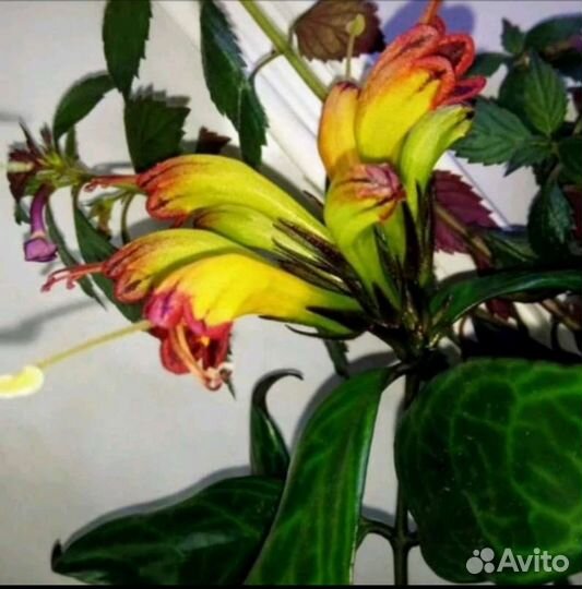 Комнатные растение красиво цветущее