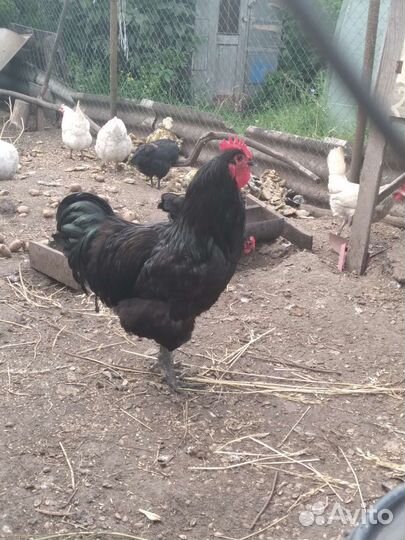 Петух джерсийский гигант