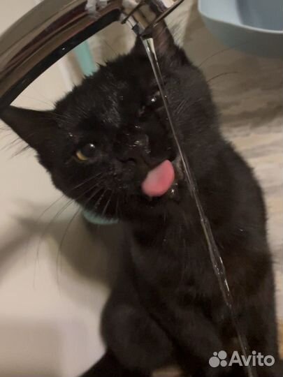 Отдам котенка