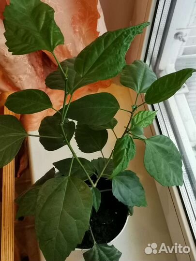 Китайская роза с бесплатной доставкой