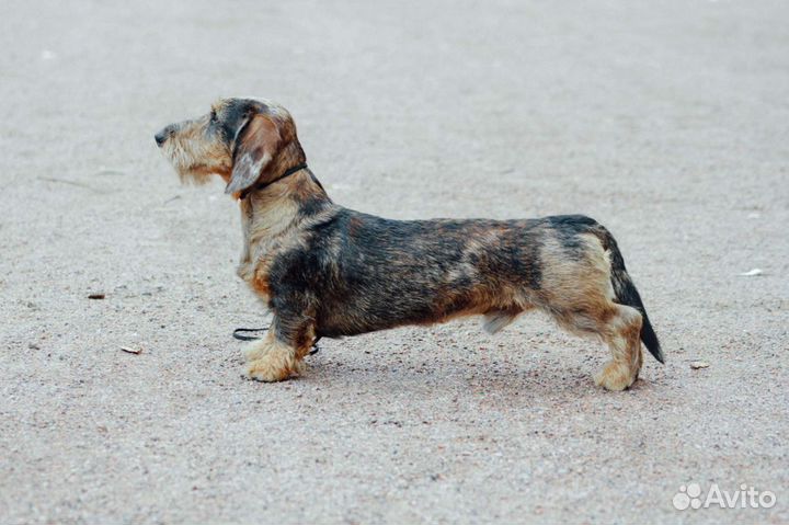 Миниатюрный жëсткий такс