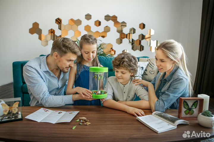 Ферма бабочек. Бабочкарий на 5 куколок с Морфо