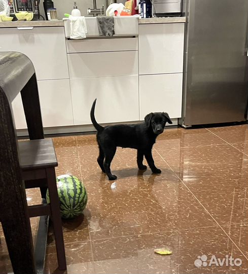 Щенок в добрые руки