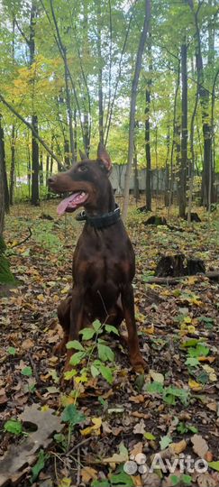 Щенки Добермана