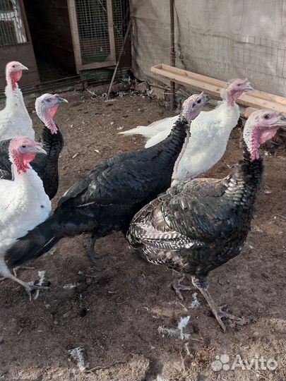 Индюки живым весом