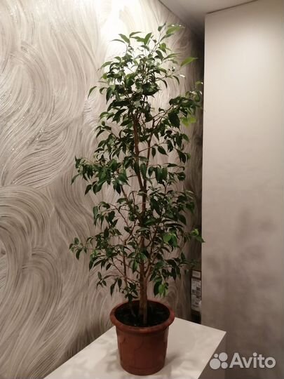 Фикус бенджамина большой