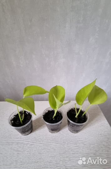 Сциндапсус