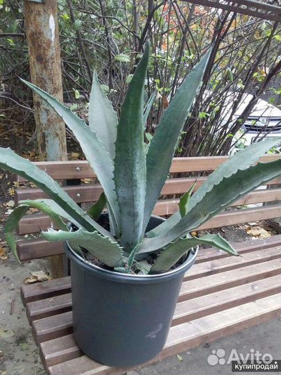 Цветок.домашний