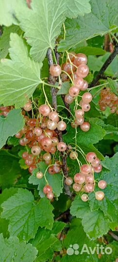 Розовая смородина