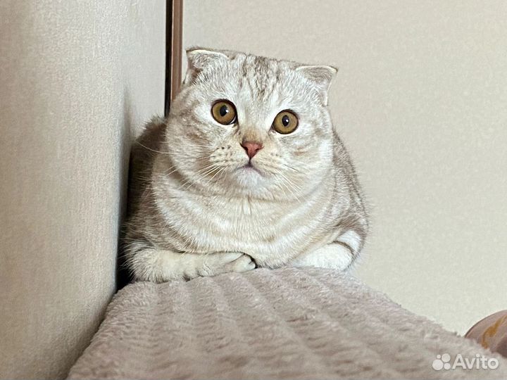 Шотландский кот вязка