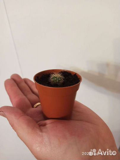 Танцующий кактус