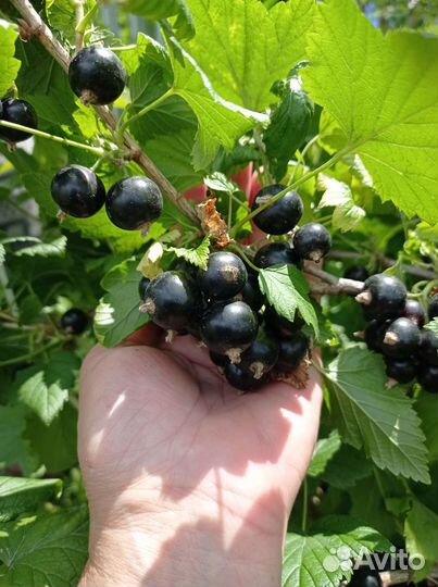 Саженцы черной смородины