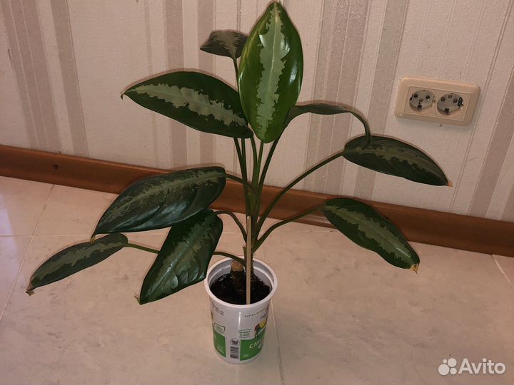 Домашние цветы