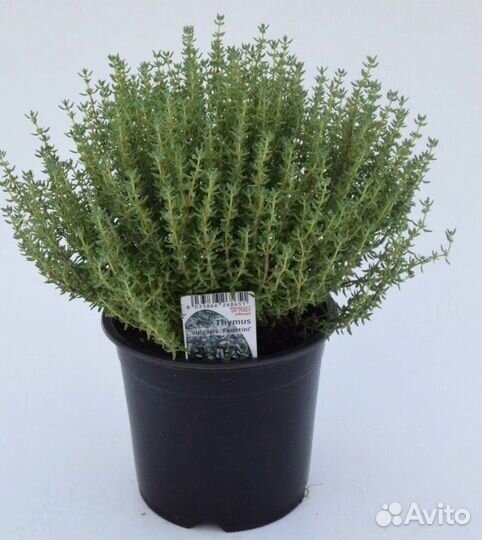 Лавандин, Лаванда, Размарин, Чабрец,Юкка