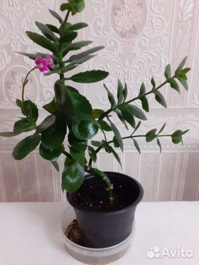 Комнатные цветы