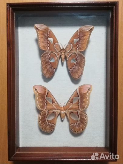 Тропические бабочки в раме (22 х 32 см)