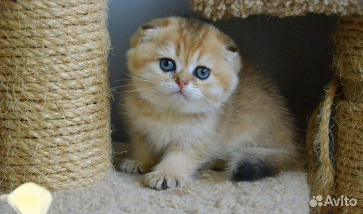 Золотые шиншилята