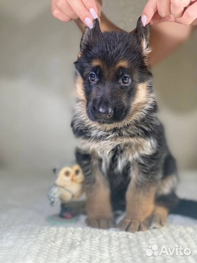 Щенки немецкой овчарки