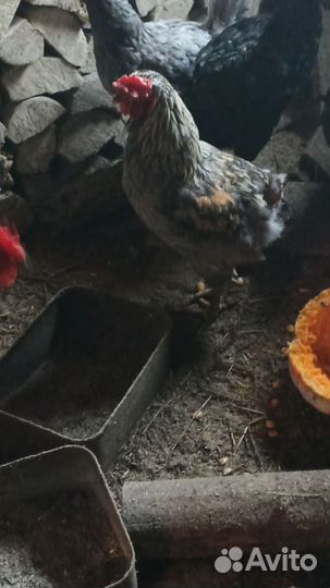 Петухи
