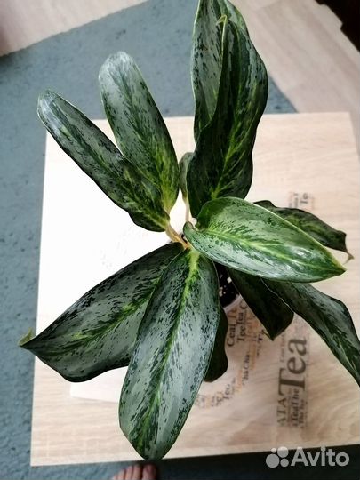 Комнатные домашние растения