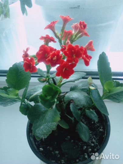 Комнатные растения цветы