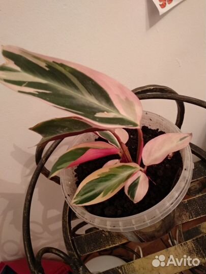 Строманта, Ктенанта