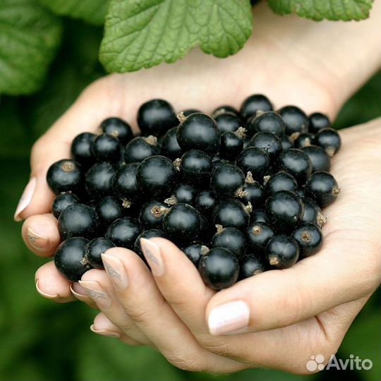 Черная смородина
