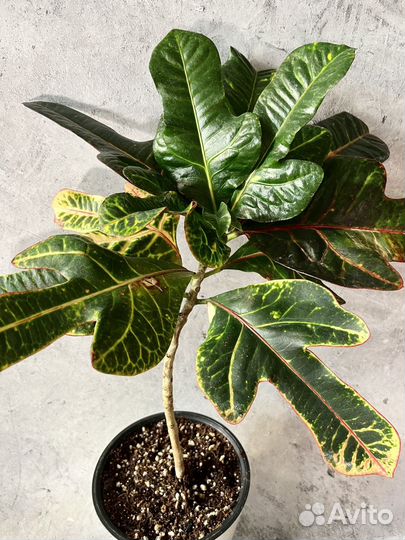 Кодиеум Экселент