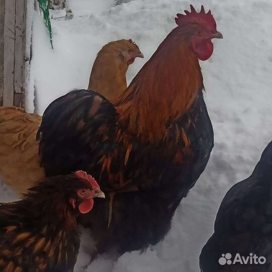 Инкубационное яйцо Орпингтон, Леггорн