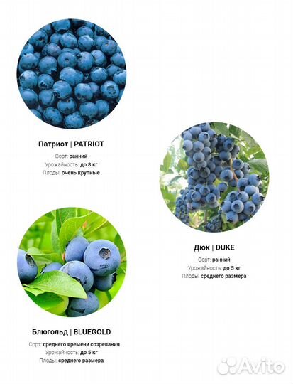 Саженцы Голубики