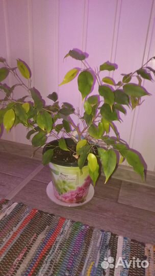 Излишки Комнатных цветов