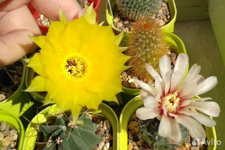 Лечуза пон (lechuza-PON) - грунт для растений