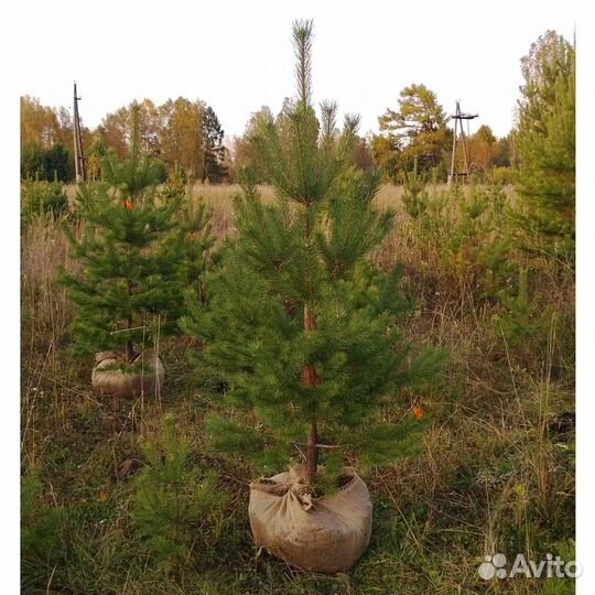 Сажены ели и сосны