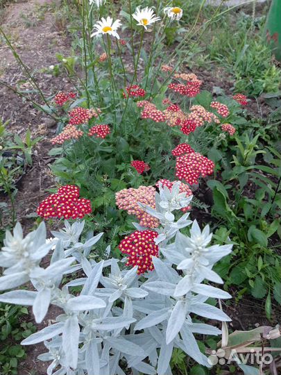 Многолетники